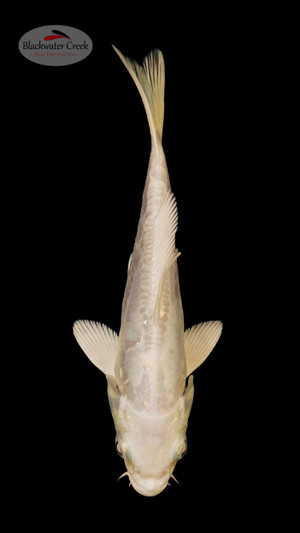 Doitsu Platinum 3-4 inches [O24-T22-36]