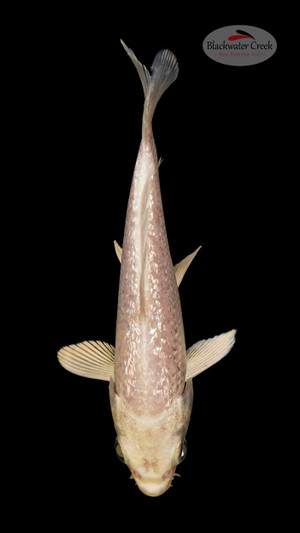 Gin Rin Platinum 3-4 inches [O24-T22-34]