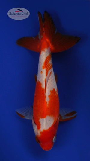 Wakin 5-6 inches [VV24-T95-14]