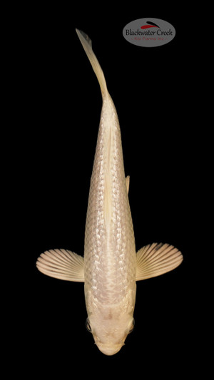 Platinum 5-6 inches [Q24-T4-17]