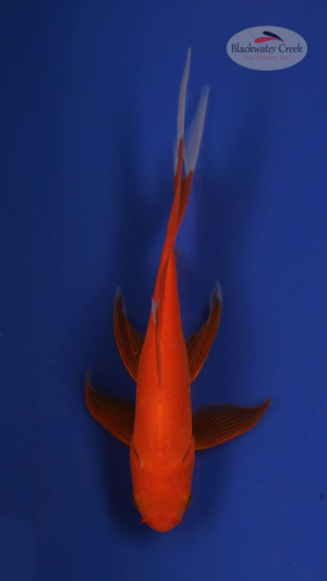 Comet 5-6 inches [VV24-T111-8]