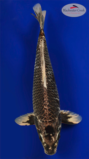 Ginga 13 inches [EB9-1725-25]