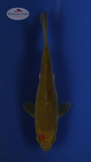 Ochiba 4-5 inches [R25-T151-16]