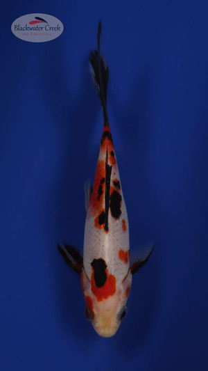 Sanke Gold 6-7 inches [WW25-T166-6]