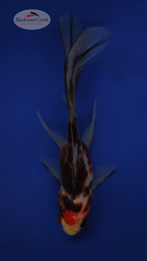 Inky the Goldfish 4-5 inches [WW25-T145-15] - Blackwater Creek Koi