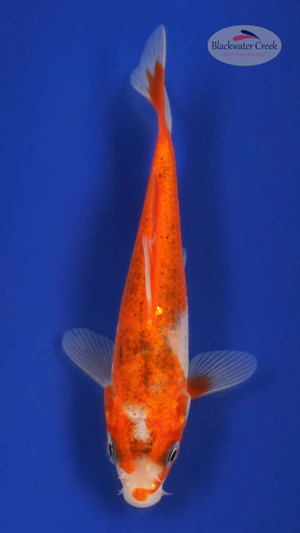 Kohaku 4-5 inches [S25-T89-2]