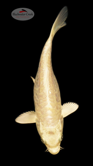 Doitsu Platinum 4-5 inches [S25-T89-7]