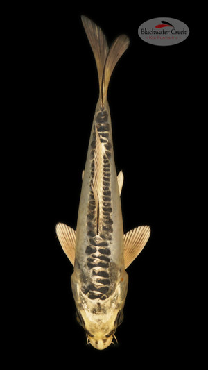 Kikokuryu 6-7 inches [S25-T89-17]