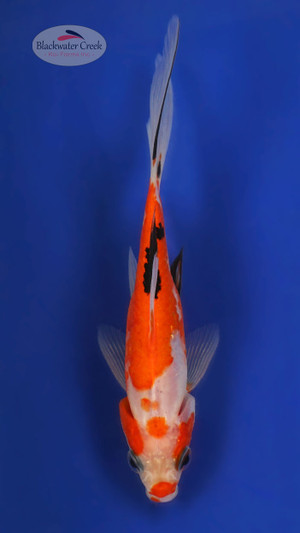 Sanke Gold 5-6 inches [WW25-T67-31]