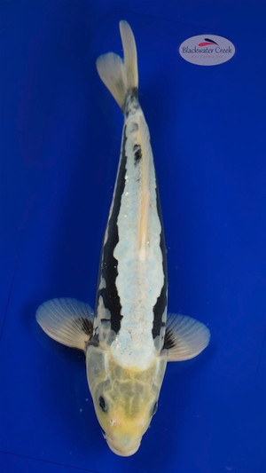 Kumonryu 15 inches 14 MONTHS OLD [EA8-42125-17]