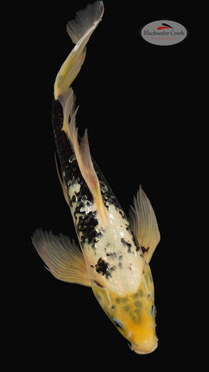 Gin Rin Matsukawabake 16 inches [EB8-42125-52]