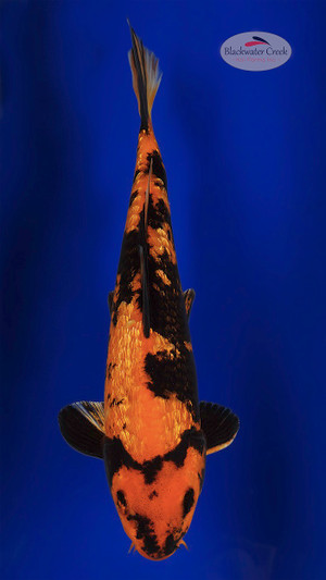 Gin Rin Hi Utsuri 9 inches [ED7-42125-126]