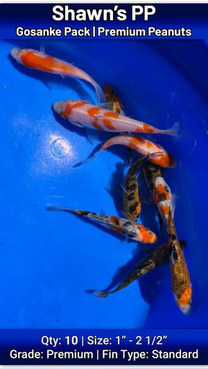 Shawn's Premium Peanut Gosanke Pack FREE SHIPPING 10 fish