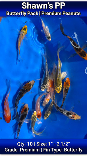 Shawn's Premium Peanut Butterfly Pack FREE SHIPPING 10 fish Shawn's Premium Peanut Butterfly Pack FREE SHIPPING 10 fish
