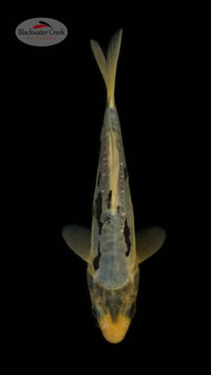 Kurt the Kumonryu 5-6 inches[U25-T43-2]