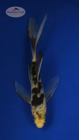 Shiro Utsuri 4-5 inches [V25-T20-50]