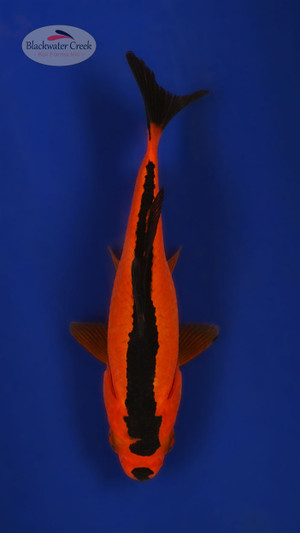 Chester The Goldfish 4-5 inches [XX25-T77-20]