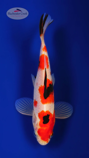Smiley Goldfish 6-7 inches [XX25-T83-10] - Blackwater Creek Koi Farms