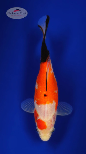 Leon 6-7 inches [XX25-T83-9] - Blackwater Creek Koi Farms