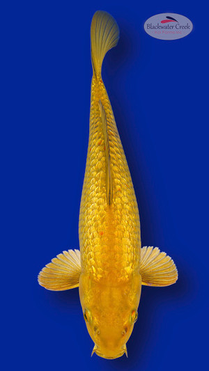 Gold Dust Chagoi 13 inches [EA4-661625-1]