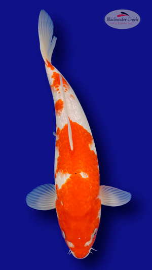 Kohaku 15 inches [EA4-661625-6]