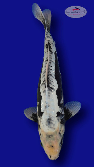 Kumonryu 15 inches [EA8-661625-28]