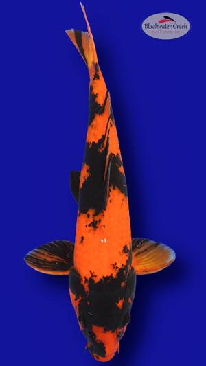 Hi Utsuri 13 inches [EC2-661625-57]