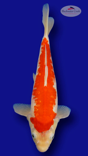 Doitsu Kohaku 13 inches [EC2-661625-58]