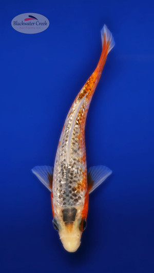 Ginrin Asagi 4-5 inches [V25-T19-12]