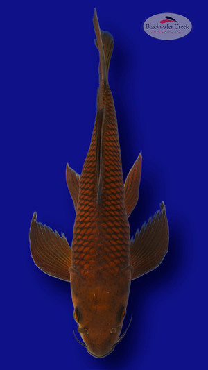 Chagoi 14 inches [EC2-661625-77]