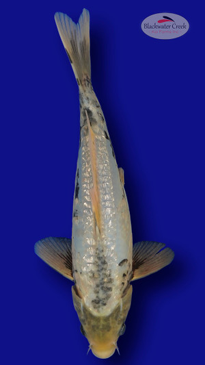 Kumonryu 11 inches [ES2-661625-91]