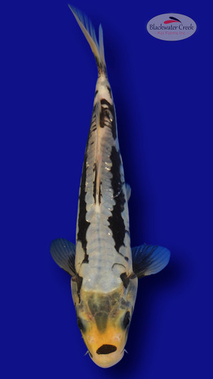 Kumonryu 9 inches [ES2-661625-109]