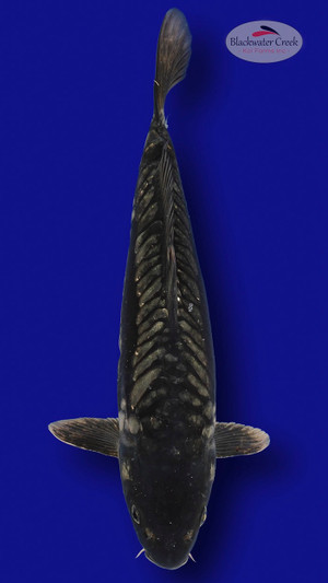 Doitsu Soragoi 15 inches [ES2-7825-19]