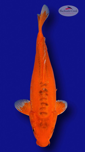 Hi Shusui 15 inches [ES2-7825-32]