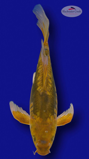 Doitsu Chagoi 14 inches [ES2-7825-40]