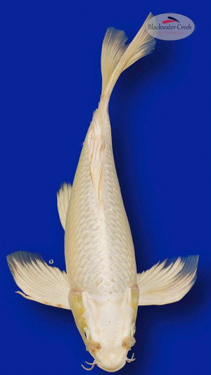 Platinum 15 inches [ES2-7825-54]