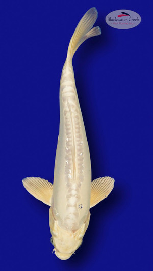 Doitsu Gin Rin Platinum 12 inches [ES2-7825-64]