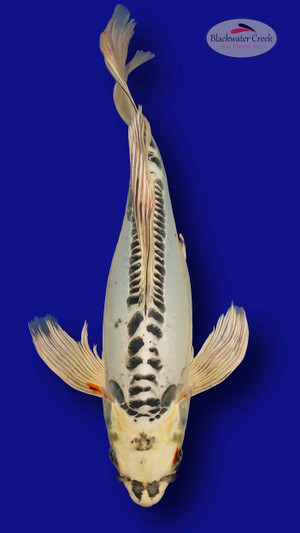 Kujaku 12 inches [ES2-7825-16] - Blackwater Creek Koi Farms