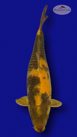 Ki Utsuri 14 inches [ES2-7825-74]