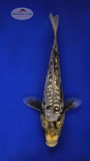 Gin Rin Kumonryu 3-4 inches [V25-T19-3]