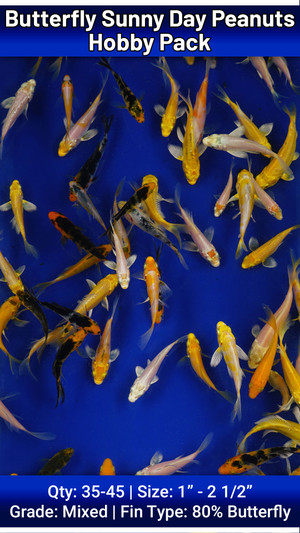 Hobby Pack of Butterfly Sunny Day Peanuts FREE SHIPPING 35-45 fish