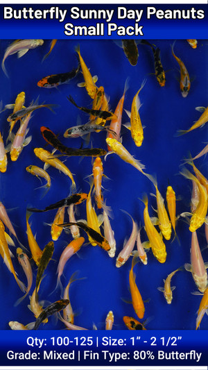 Small Pack of  Butterfly Sunny Day Peanuts FREE SHIPPING 100-125 fish