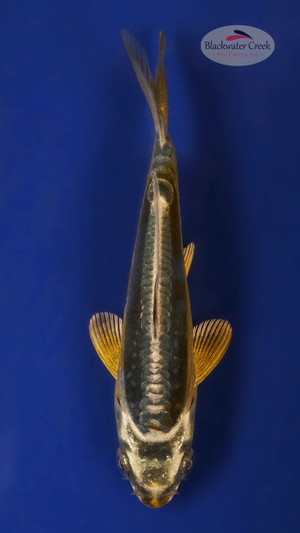 Kikokuryu 3-4 inches [V25-T116-10]