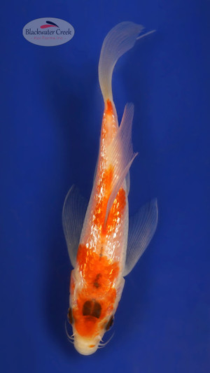 Gin Rin Kohaku 4-5 inches [W25-T92-5]