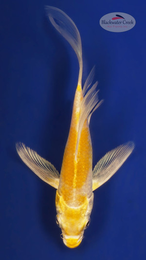 Hariwake 3-4 inches [W25-T97-2]