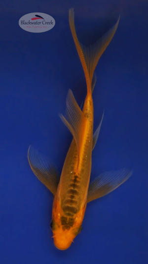 大木SP 駿 S5 CREEK Shusui 4-5 inches [W25-T114-4] - Blackwater Creek Koi Farms