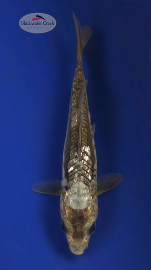 Gin Rin Doitsu Soragoi 5-6 inches [W25-T97-9]