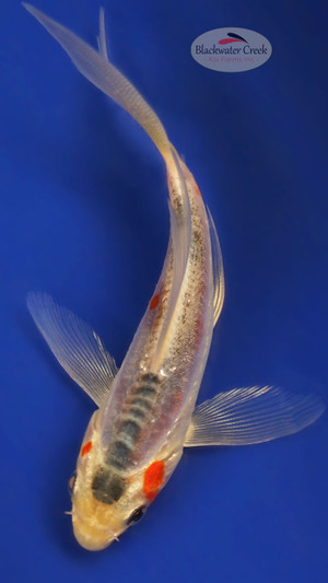 大木SP 駿 S5 CREEK Shusui 4-5 inches [W25-T114-4] - Blackwater Creek Koi Farms