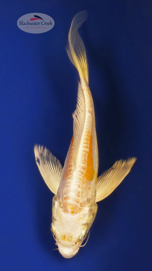 Doitsu Hariwake 5-6 incehs [W25-T98-7]