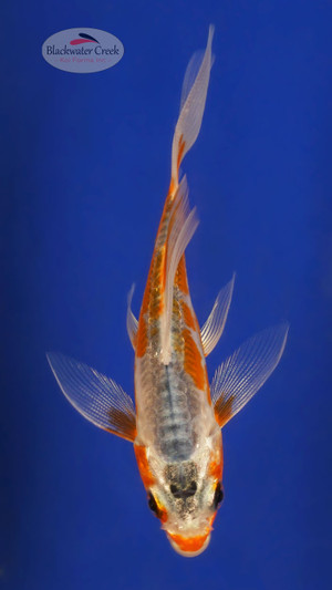 Shusui 3-4 inches [W25-T103-15]